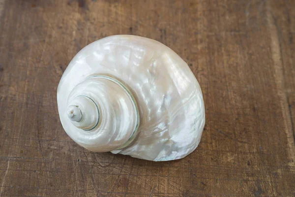 Parel shell close-up — Stockfoto