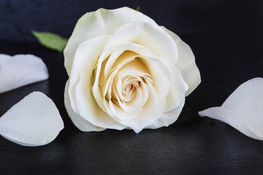 güzel beyaz gül çiçek ve yaprakları siyah arduvaz arka planda