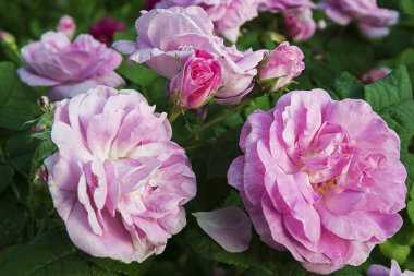 tatil kavramı ile çiçek açan güller