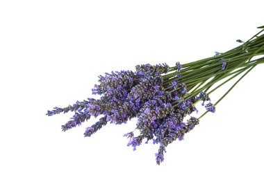 buket od lavanta çiçekleri beyaz bir arka plan üzerinde izole