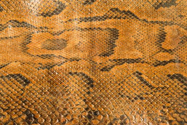 Python arka plan cilt