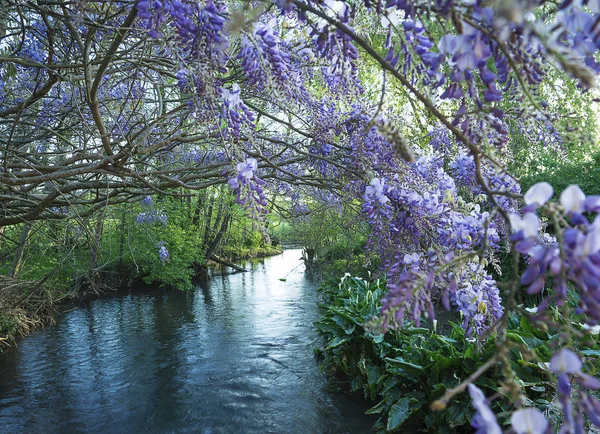 Wisteria cerca del río — Foto de Stock