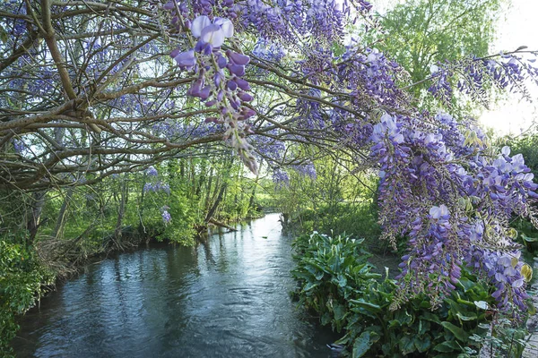 Wisteria violeta cerca del río — Foto de Stock