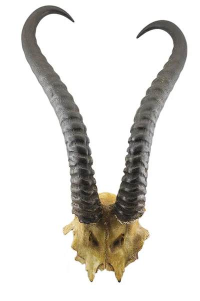 Antelope horns on a white — Stock Photo, Image