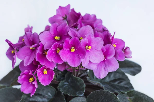 Mor african violet