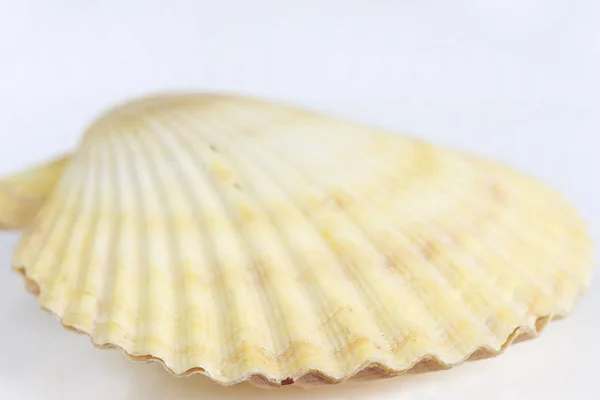 Coquille nacre gros plan — Photo