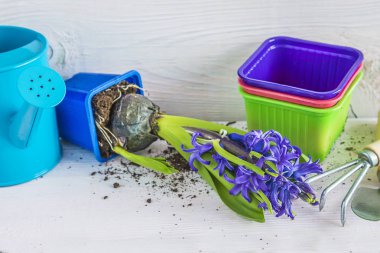 Bahar bahçıvanı konsepti