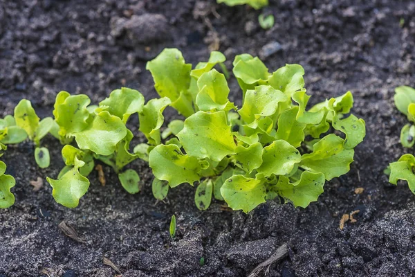 Young salad plants growing in soil — Stock Photo, Image