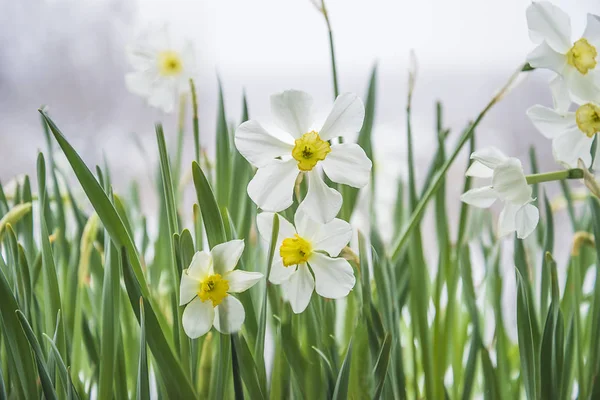 White daffodils blossom — Stock Photo, Image