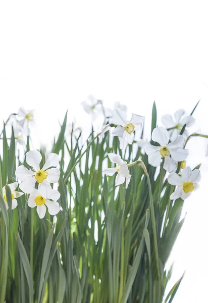 Narcisos Brancos Fundo Branco — Fotografia de Stock