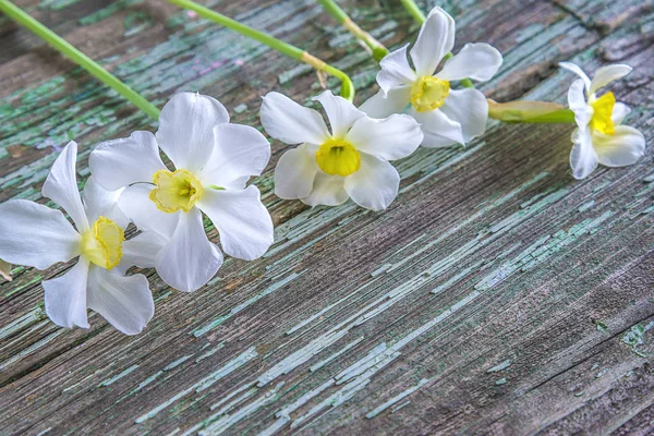 Flores Brancas Narcisos Fundo Madeira Velho — Fotografia de Stock