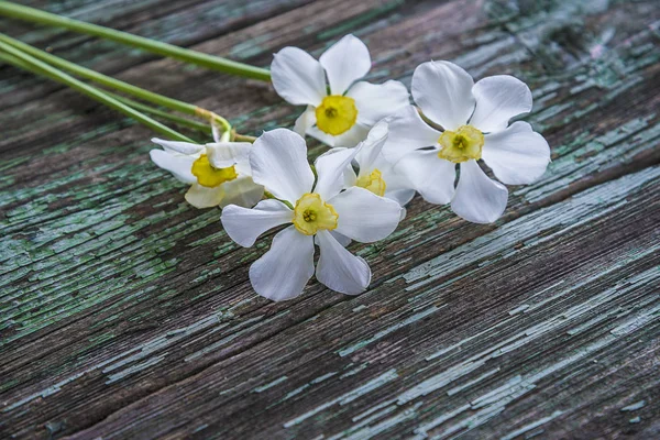 Flores brancas narcisos no fundo de madeira velho — Fotografia de Stock