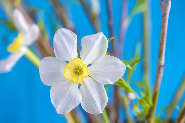 Belo Narciso Branco Perto Azul — Fotografia de Stock