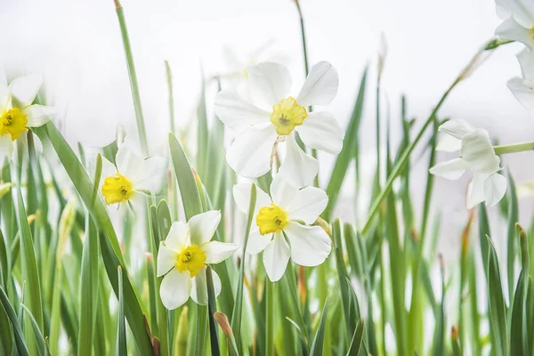 White narcissus flowers on white background