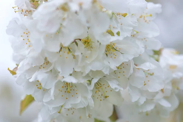 Krásný třešňový květ rosou zblízka — Stock fotografie