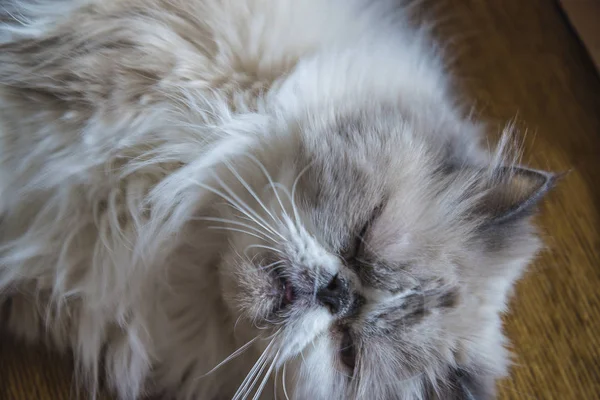 間近で眠るペルシャ猫 — ストック写真