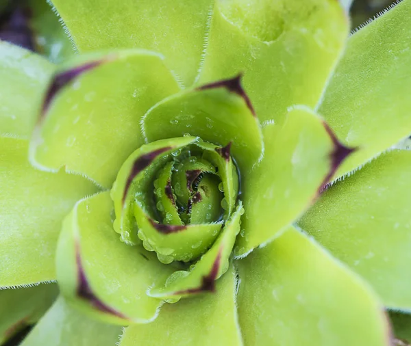 Zelený šťavnatý květ s vodou kapky zavřít nahoru — Stock fotografie