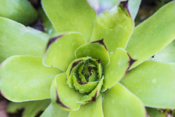 Zelený šťavnatý květ — Stock fotografie