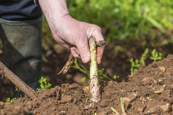 Kuşkonmaz malzeme çekme