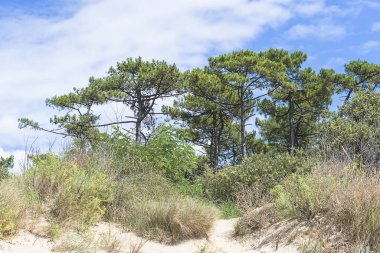 Güzel yaz kıyı şeridi manzarası. Mavi gökyüzüne karşı çam ağaçları