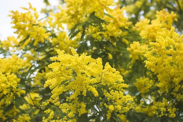 Mooie Bloeiende Mimosa Acacia Dealbata Van Dichtbij Selectieve Focus — Stockfoto