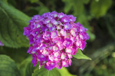 Mor ortanca çiçeği güneş ışığında 