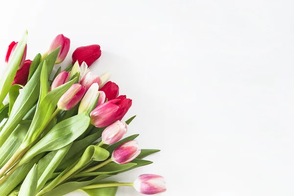 Pembe, kırmızı ve beyaz lalelerle dolu şenlikli bir arka plan.