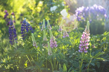 Güneşin altında çiçek açan vahşi lupinlerle güzel bir yaz bahçesi.