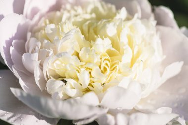 Güzel, açık pembe, şakayık çiçekli, su damlaları yakın.