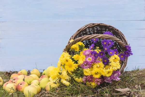 Otoño Jardinería Naturaleza Muerta Cesta Mimbre Vieja Con Racimo Crisantemos —  Fotos de Stock