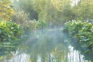 Güzel bahar manzarası. Nehir boyunca çiçek açan arum veya kalla zambakları
