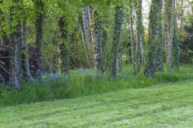 Çimenli, kır çiçekli ve ağaçlı güzel bahar manzarası