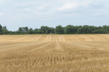 Hasattan sonra tarım alanının güzel yaz manzarası