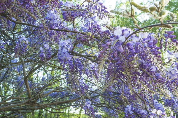 Hermosa Flor Glicina Púrpura Sobre Río Día Soleado — Foto de Stock