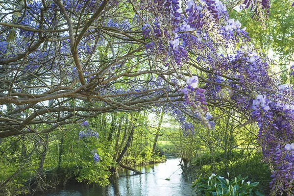 Hermosa Glicina Púrpura Floreciendo Sobre Río Día Soleado — Foto de Stock