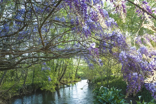 Hermosa Glicina Púrpura Floreciente Sobre Río Tranquilo — Foto de Stock