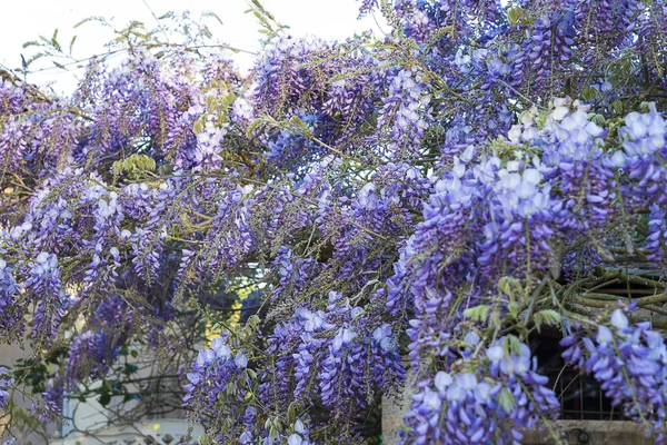 Hermosa Flor Glicina Púrpura Cerca — Foto de Stock