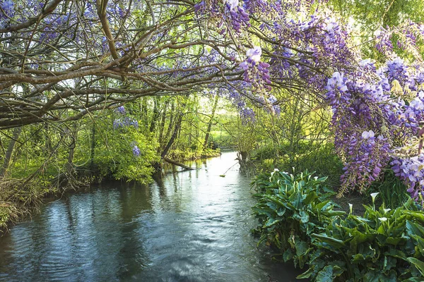 Hermosa Glicina Púrpura Floreciendo Sobre Río Tranquilo — Foto de Stock