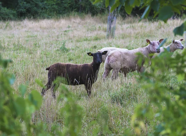 One black sheep with traditional sheeps on summer grazing