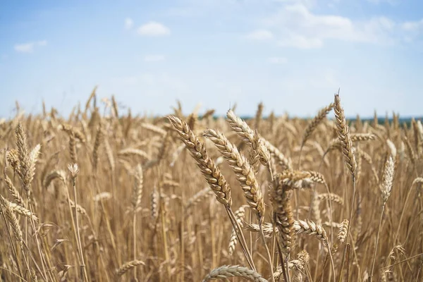 Beautiful ripe earns of wheat in the agricultural field on sunny