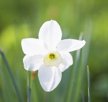 Güneşli bir günde bahar bahçesinde açan beyaz nergis çiçeği. C