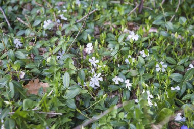 Ormanda açan bahar çiçekleri
