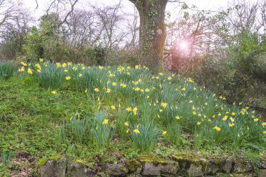 Sarı nergisler bahar parkında çiçek açıyor.