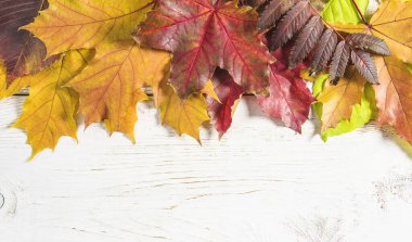 Sarı ve kırmızı akçaağaç yaprakları beyaz boya ahşap sırtında