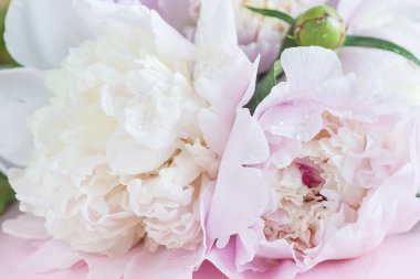 Su damlalı pembe şakayıklar