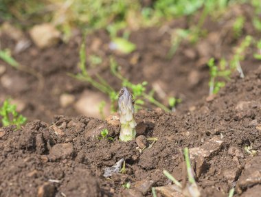 Kahverengi toprakta güneş ışığında kuşkonmaz yetişiyor.