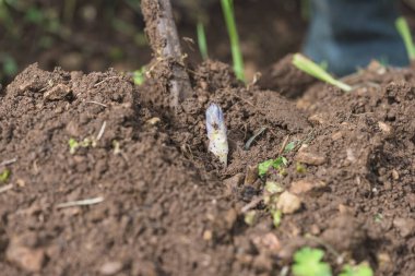 Kuşkonmaz yetiştirme hasadı. Bir kuşkonmaz büyümesi, bahçe işleri. 