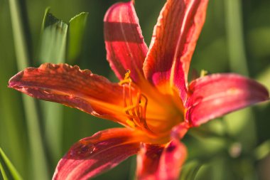 Güzel bir portakal çiçeği. Yaklaş, yumuşak odaklan.