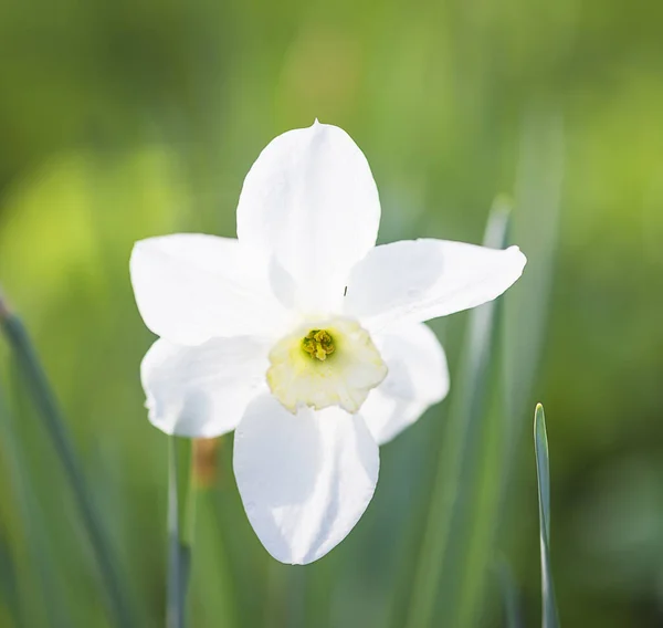 Narciso Branco Florescendo Jardim Primavera Dia Ensolarado — Fotografia de Stock