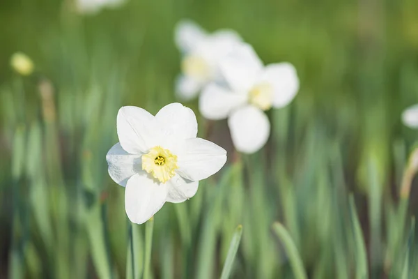 Белые Нарциссы Цветут Весеннем Солнечном Саду — стоковое фото